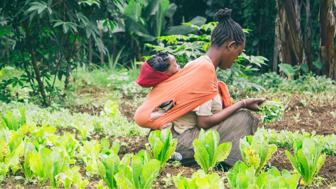 An Ethiopian farmer picking lettuce while carrying a baby on her back.